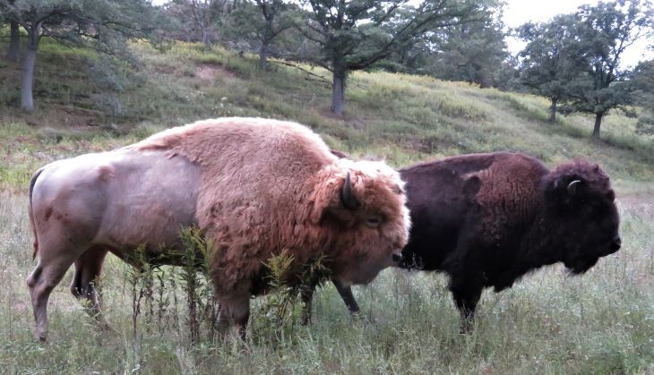 wisconsin rare albino bison