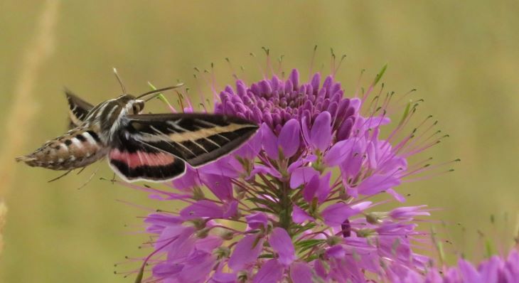 wyoming-hummingbird-size-day-moth