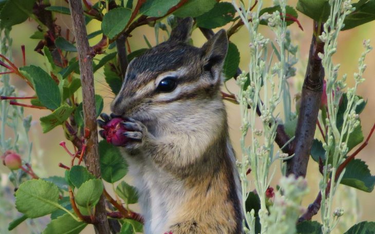 wyoming jackson hole squirrel