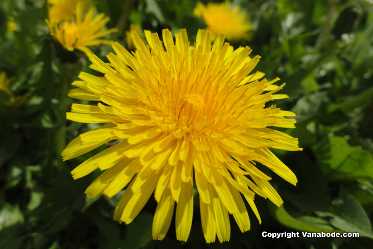 wild flowers grow everywhere here in oregon and when you Vanabode you have the time to stop and enjoy them.