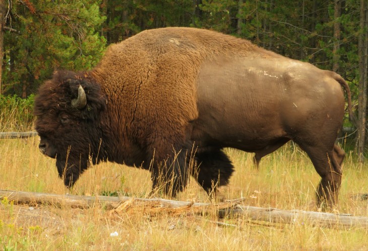 yellowstone buffalo