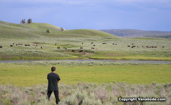yellowstone prairie picture with bison herds