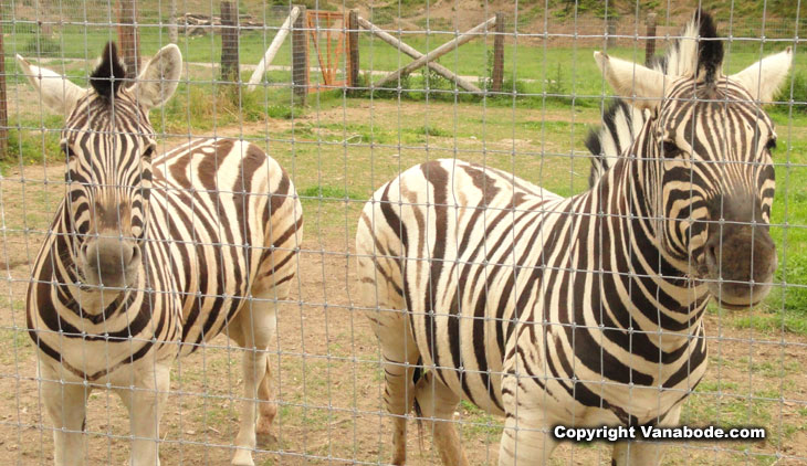 photo of zebra at washington game farm