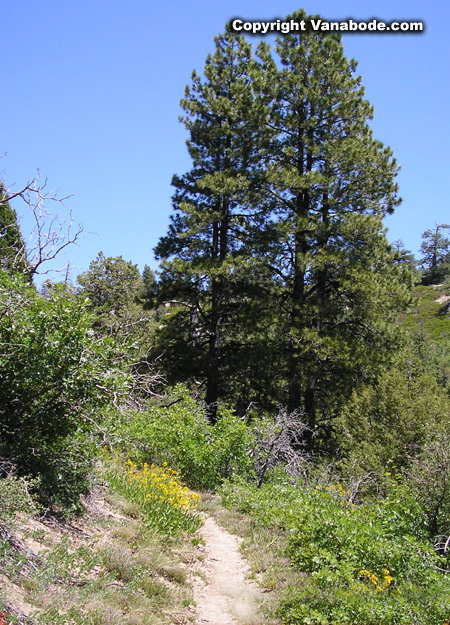 zion wildcat canyon trail picture