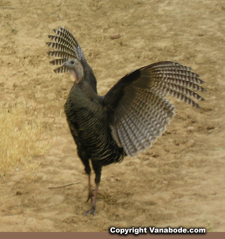 zion turkey on beach trail picture