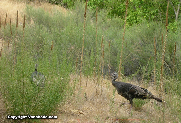 zion turkeys picture