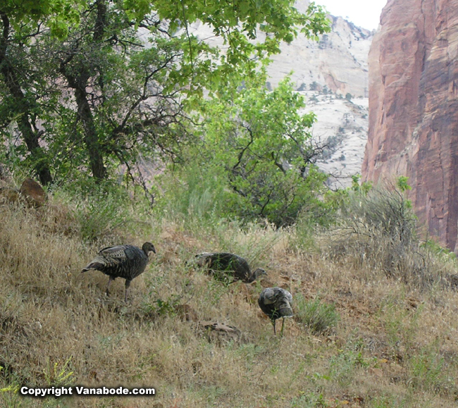 turkeys in zion picture